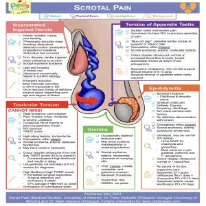 Scrotal Pain